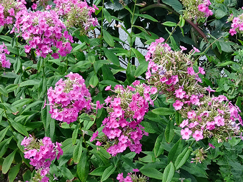 KODAK PIXPRO C1_26