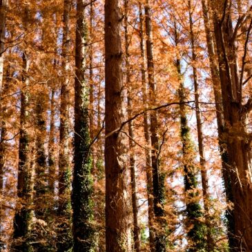 2025年、この1年にありがとう ＆ 目的が違う写真家を横目で見ながら都内にある自然の中で散歩撮影（2）